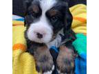Bernese Mountain Dog Puppy for sale in Eagle River, WI, USA