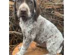 German Shorthaired Pointer Puppy for sale in Wasilla, AK, USA