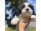 Shih Tzu Puppy for sale in Auburndale, FL, USA