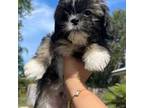 Shih Tzu Puppy for sale in Auburndale, FL, USA