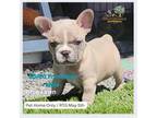 Boston Terrier Puppy for sale in West Linn, OR, USA