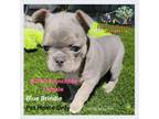 Boston Terrier Puppy for sale in West Linn, OR, USA