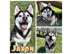 Jaxon Husky Adult Male