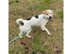 Chase (HW-) SPONSORED ADOPTION FEE 04/10 F- C. Bos Coonhound Adult Male