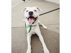 Cortez (HW-) Sponsored Adoption Fee (04/09) American Pit Bull Terrier Adult Male