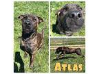 Atlas American Staffordshire Terrier Adult Male