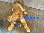 Conan Golden Retriever Puppy Male