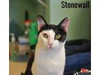 Stonewall Domestic Shorthair Young Male