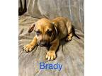 Brady Dachshund Puppy Male