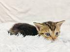 Elsie Domestic Shorthair Kitten Female