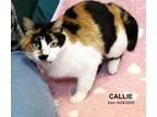 Callie Domestic Shorthair Adult Female