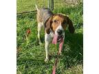 Theo Treeing Walker Coonhound Adult Male