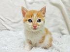 Tippy Domestic Shorthair Kitten Male