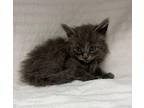 Curly Domestic Longhair Kitten Male