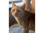Ambrosia Domestic Shorthair Young Female