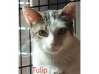 Tulip Domestic Shorthair Young Female