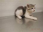 A603030 Domestic Mediumhair Kitten Female