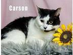 Carson Domestic Shorthair Adult Female