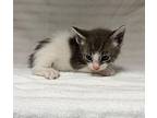Shemp Domestic Mediumhair Kitten Male