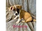 Breanna Dachshund Puppy Female