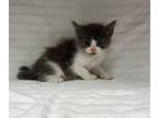 Moe Domestic Mediumhair Kitten Male