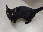 Shadow Domestic Shorthair Young Male
