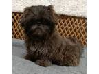 Shih Tzu Puppy for sale in Bonita Springs, FL, USA