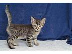 MAPLE Domestic Mediumhair Kitten Female