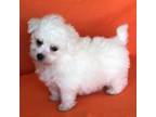 Bichon Frise Puppy for sale in Claypool, IN, USA