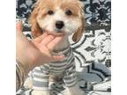 Cavachon Puppy for sale in Queens, NY, USA