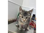 Jewel Domestic Shorthair Young Female