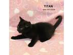 Titan Domestic Mediumhair Kitten Male
