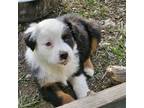 Miniature Australian Shepherd Puppy for sale in Etna, WY, USA