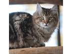 Slink Domestic Mediumhair Young Male