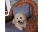 Havanese Puppy for sale in Winston Salem, NC, USA