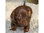 Dachshund Puppy for sale in Taylorsville, NC, USA