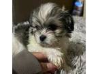 Zuchon Puppy for sale in Apache Junction, AZ, USA