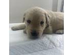 Golden Retriever Puppy for sale in Rochester, NY, USA