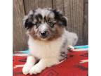 Miniature Australian Shepherd Puppy for sale in Vallejo, CA, USA