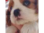 Cavalier King Charles Spaniel Puppy for sale in Amarillo, TX, USA