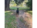 Doberman Pinscher Puppy for sale in Bouckville, NY, USA