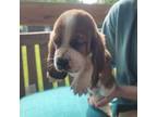 Basset Hound Puppy for sale in White, GA, USA