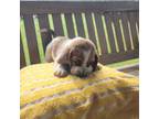 Basset Hound Puppy for sale in White, GA, USA