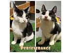 Perseverance - PetSmart Domestic Shorthair Young Male