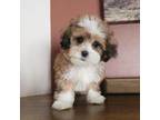 Shih Tzu Puppy for sale in Madison, WI, USA