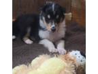 Bearded Collie Puppy for sale in Seward, PA, USA