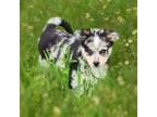 Pembroke Welsh Corgi Puppy for sale in Pine Bush, NY, USA