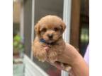 Maltipoo Puppy for sale in Rome, GA, USA