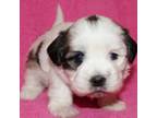 Zuchon Puppy for sale in Devils Lake, ND, USA