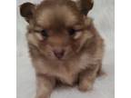 Pomeranian Puppy for sale in Devils Lake, ND, USA
